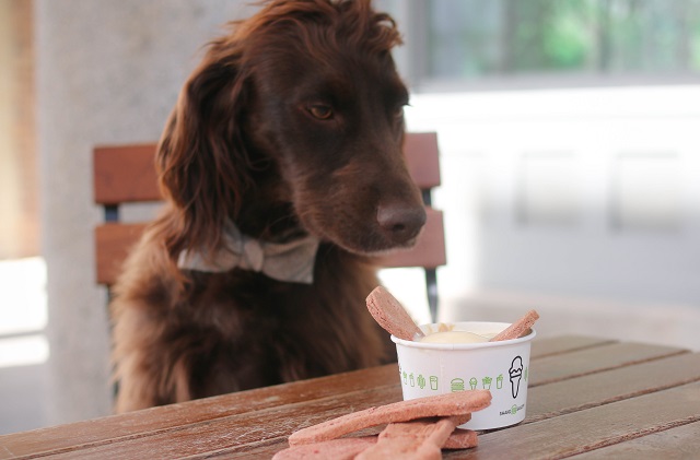 Shake shack hotsell dog friendly